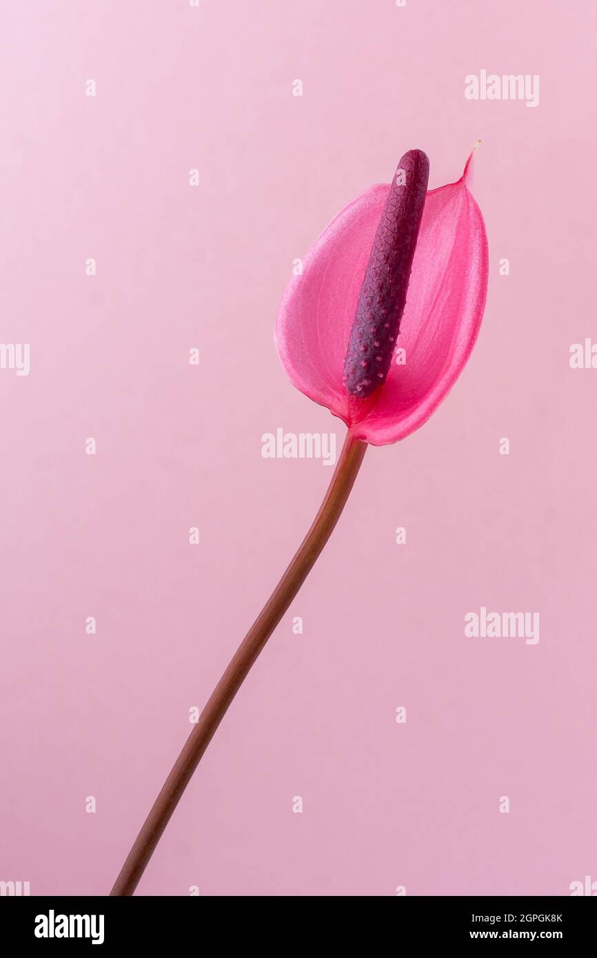 Einzelne Anthuriumblume, auch bekannt als Rückenblume, Flamingo und Lakeleaf, tropfenförmige, rosa Farbe Blume mit dunkelroten Spadix isoliert Stockfoto