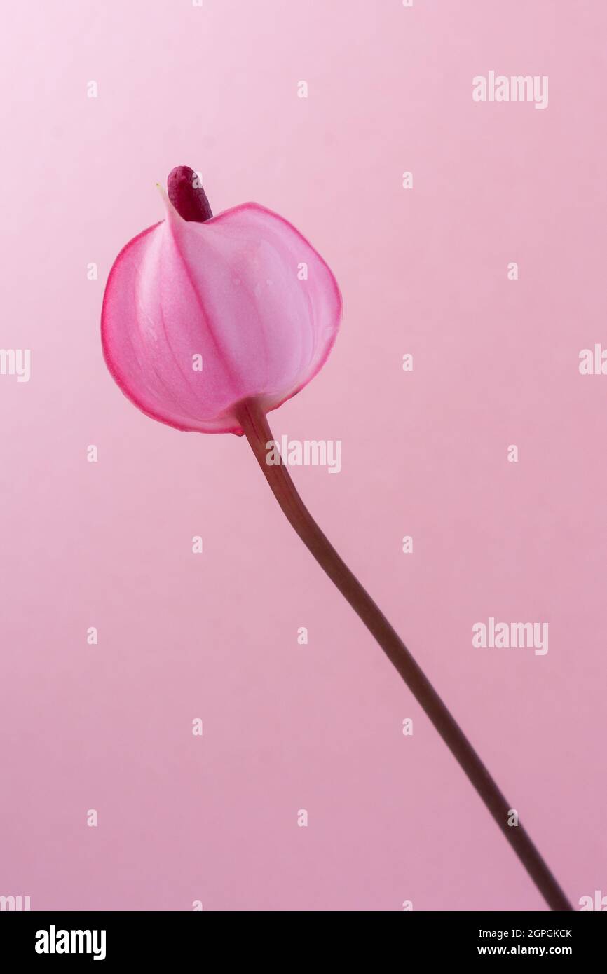 Einzelne Anthuriumblume, auch bekannt als Rückenblume, Flamingo und Lakeleaf, tropfenförmige, rosa Farbe Blume mit dunkelroten Spadix isoliert Stockfoto