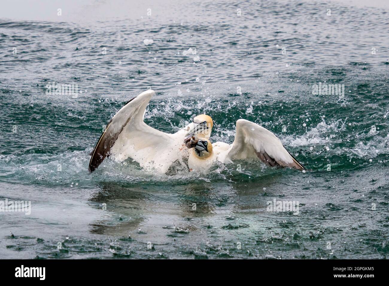 Nördliche Gannet Tauchen für Fische Stockfoto