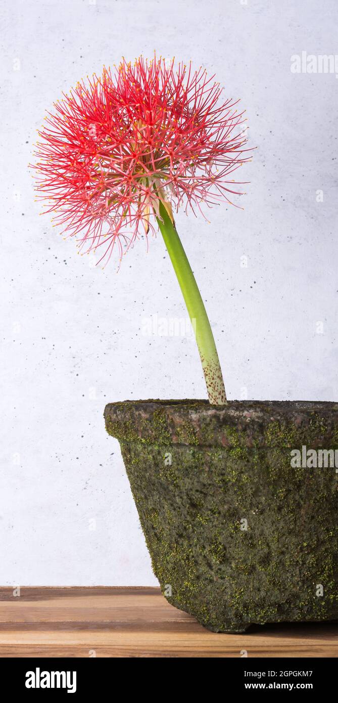 calliandra Blume, allgemein bekannt als Puderlilie oder Blut, Feuerball Blume, Puffball geformt, leuchtend rote und rosa Farbe blühen auf einem Zementtopf Stockfoto