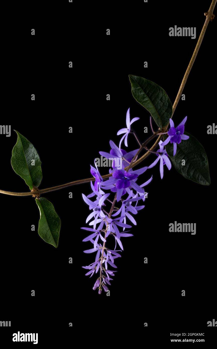 petrea volubilis Blume mit Blättern, allgemein bekannt als lila Kranz, Königskranz, Sandpapierrebe oder Nilmani, attraktive blassbläuliche violette Blüten Stockfoto