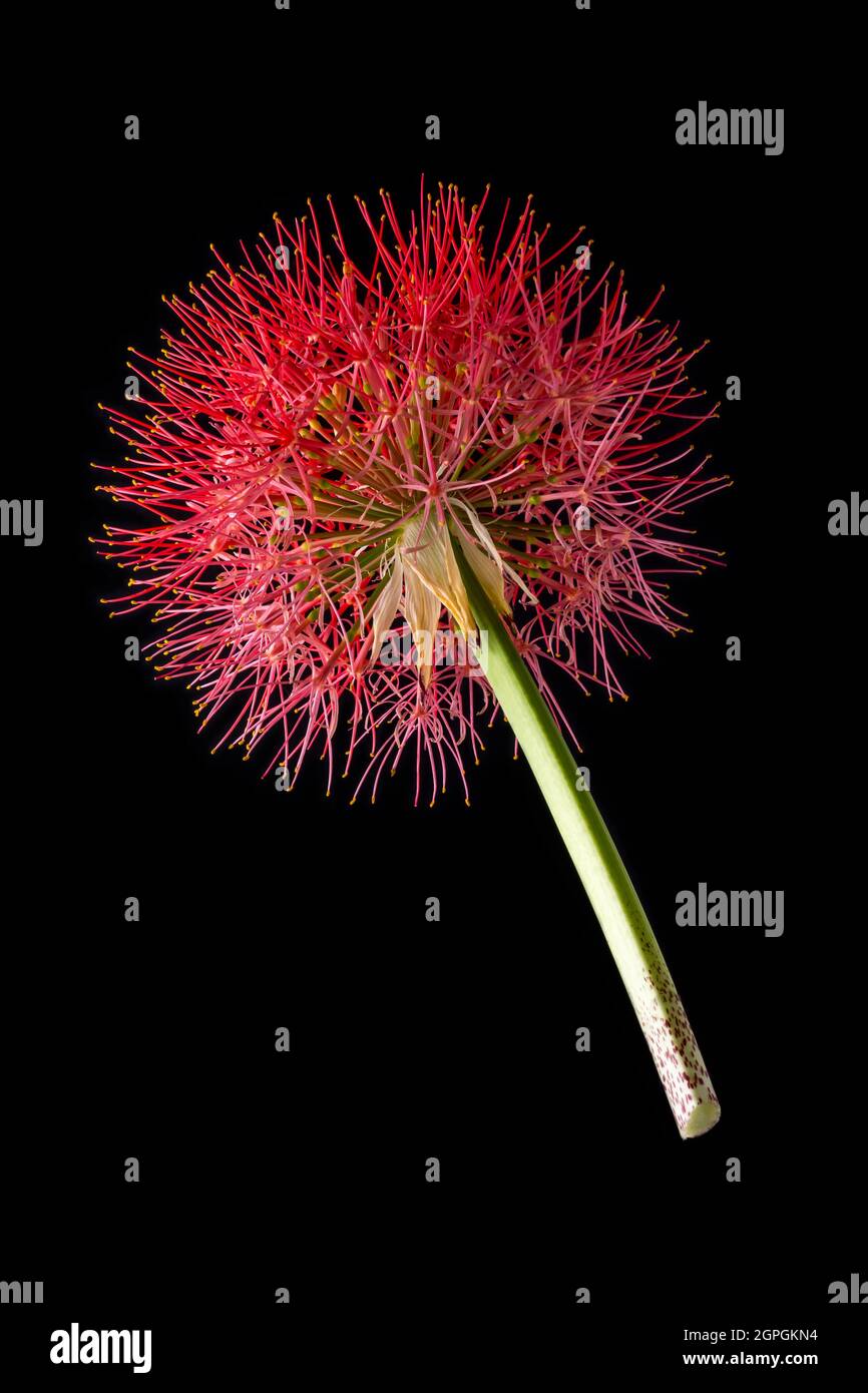 calliandra Blume, allgemein bekannt als Puderlilie oder Blut, Feuerball Blume, Puffball geformt, lebendige rote und rosa Farbe Blüte isoliert auf schwarz Stockfoto