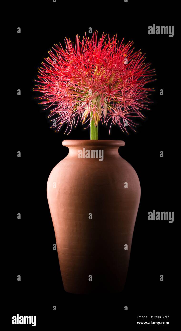 calliandra Blume, allgemein bekannt als Puderlilie oder Blut, Feuerball Blume, Puffball geformt, leuchtend rote und rosa Farbe blühen auf einem Tontopf Stockfoto