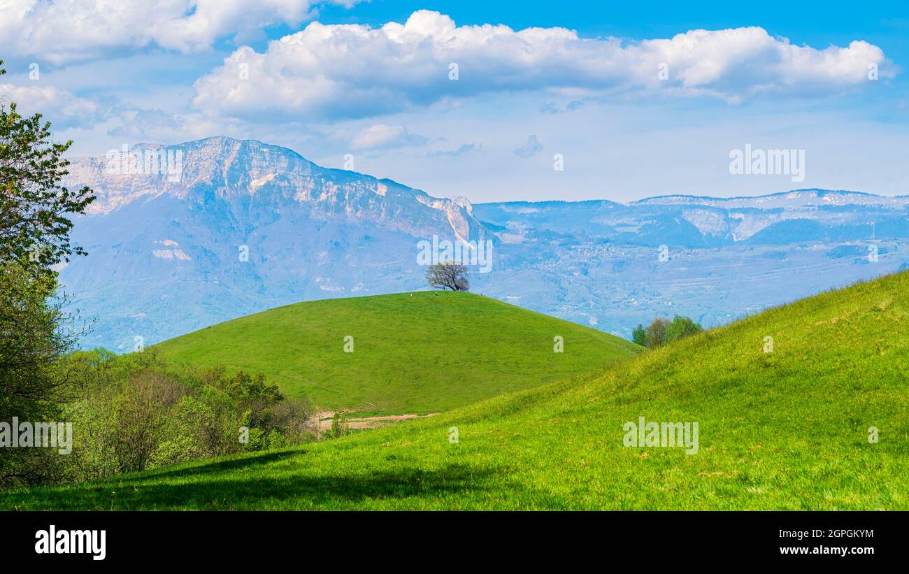 Frankreich, Isere, Umgebung von Grenoble, Venon, hundertjährige Eiche bekannt als Pressembois Eiche, beschriftet bemerkenswerte Baum von Frankreich, Vercors Massiv im Hintergrund Stockfoto