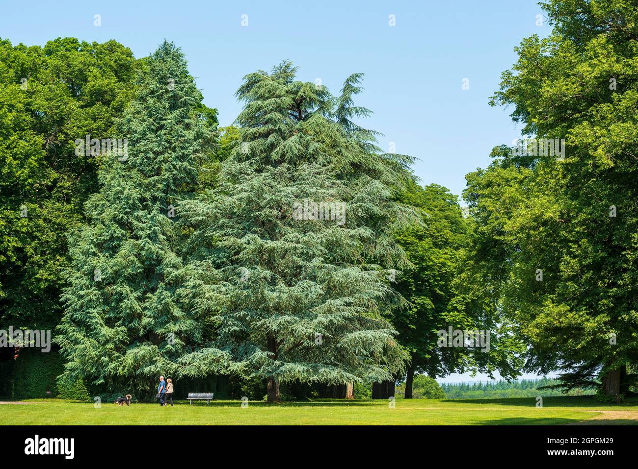 Frankreich, Haute Saone, Ray sur Saone, Schloss Ray sur Saone, Arboretum Stockfoto
