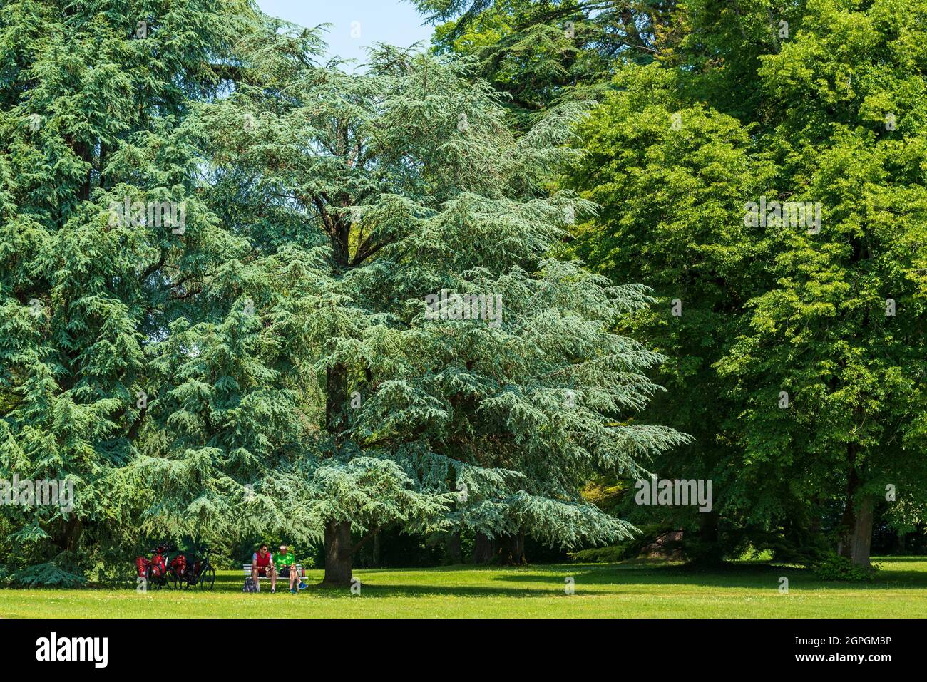 Frankreich, Haute Saone, Ray sur Saone, Schloss Ray sur Saone, Arboretum Stockfoto