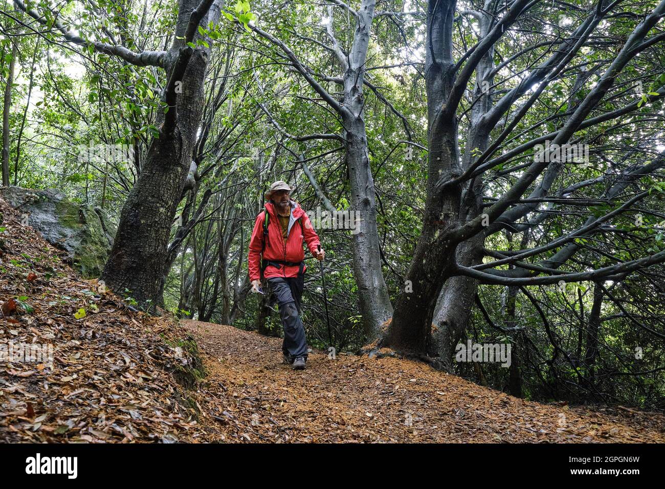 Frankreich, Cotes d'Armor, Cote d'Emeraude (Smaragdküste), Plevenon, Wandern Sie entlang des GR 34-Wanderweges oder Zollwanderweges im Park Fort La Latte Stockfoto