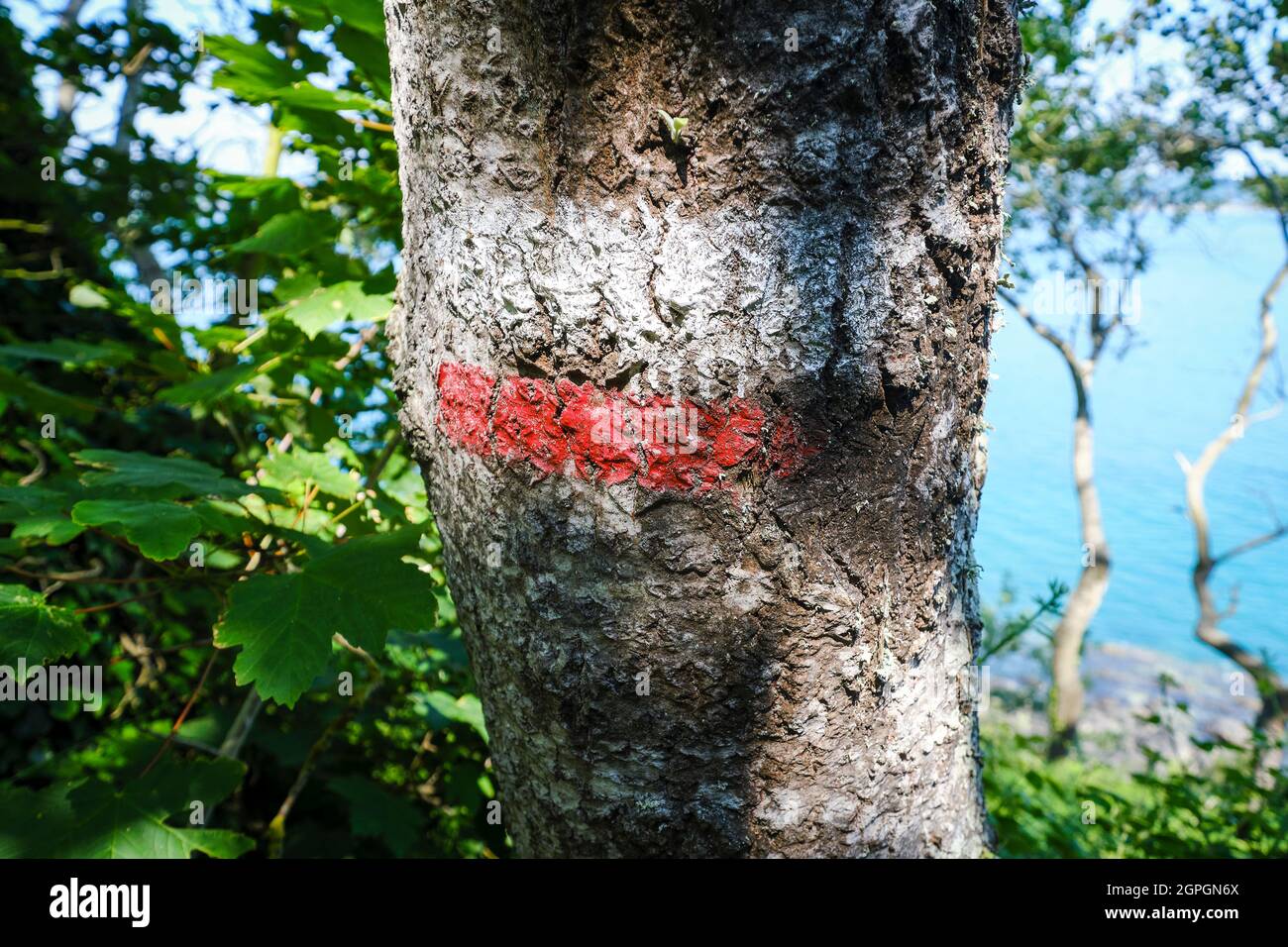 Frankreich, Cotes d'Armor, Cote d'Emeraude (Smaragdküste), Saint Cast le  Guildo, Wandern Sie entlang des Wanderweges GR 34 oder des Zollpfades, das  auf einem Baum gemalten Wanderweges GR 34 steht Stockfotografie - Alamy