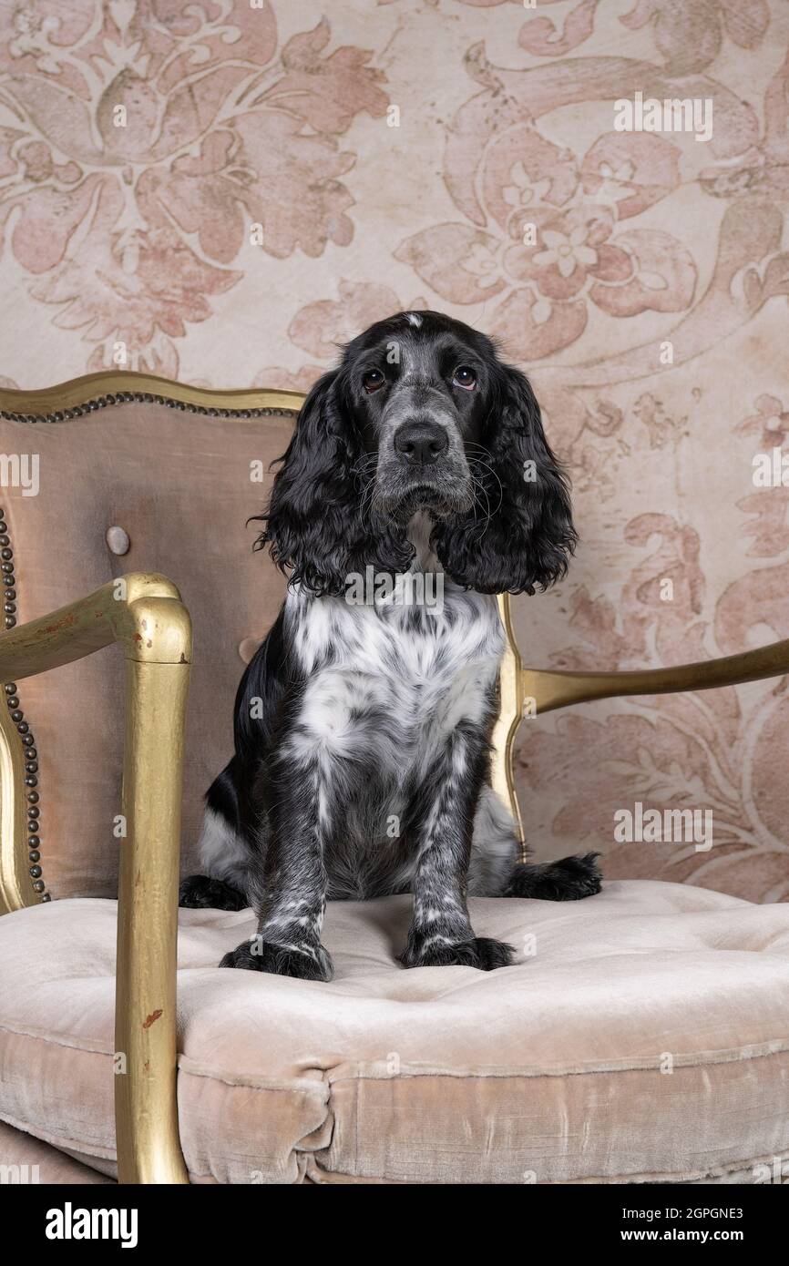 Ein Ganzkörperportrait eines niedlichen englischen Cockerspaniels, der auf einem Stuhl sitzt und die Kamera anschaut Stockfoto