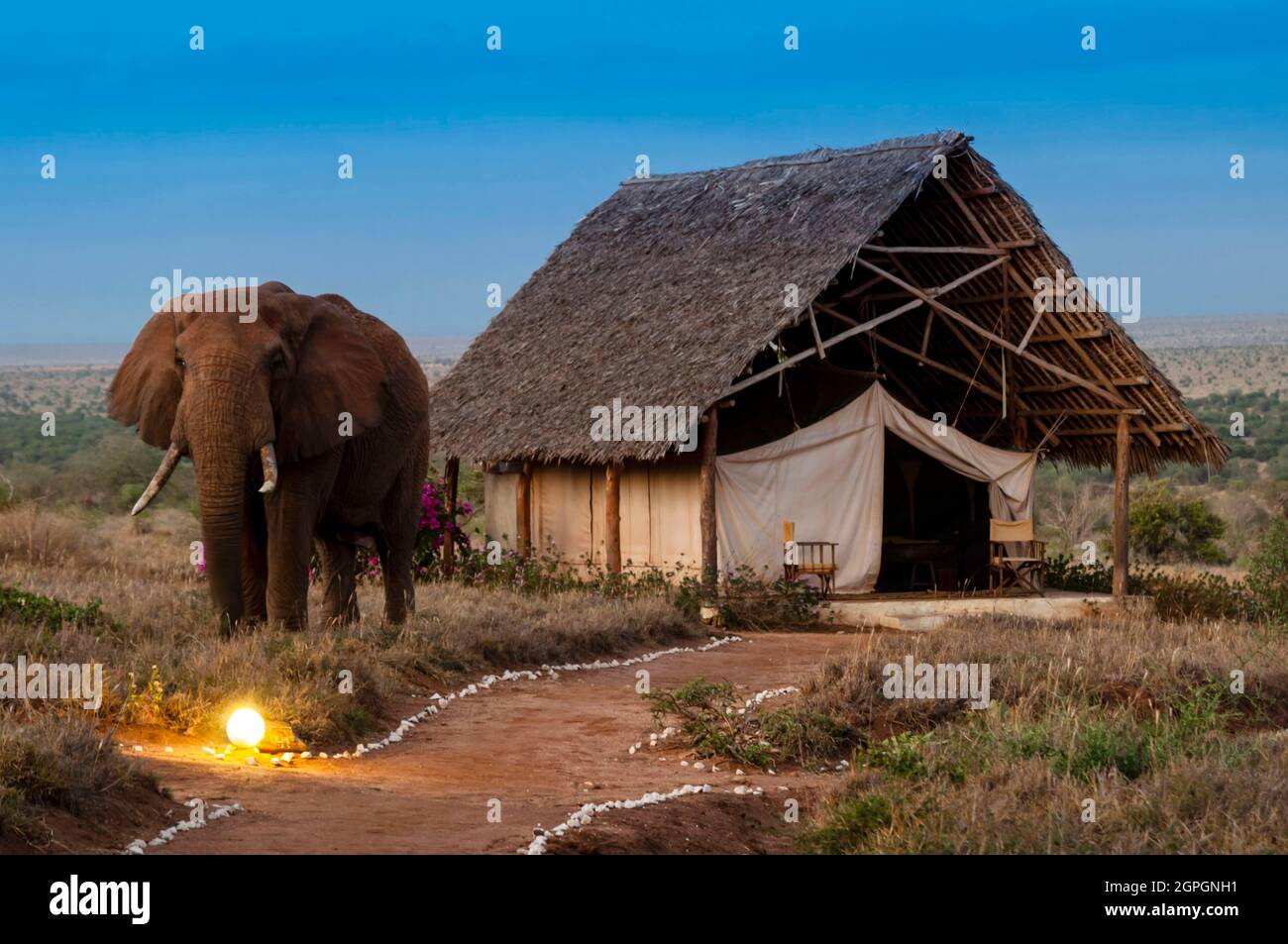 Kenia, Taita Hills, Lualenyi Camp, Elefant (Loxodonta africana) in der Nähe eines Zeltes Stockfoto