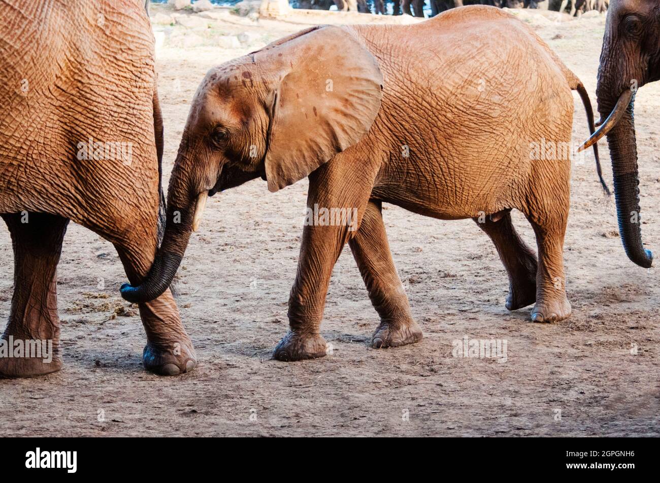 Kenia, Taita Hills Wildlife Sanctuary, Elefant (Loxodonta africana) Stockfoto