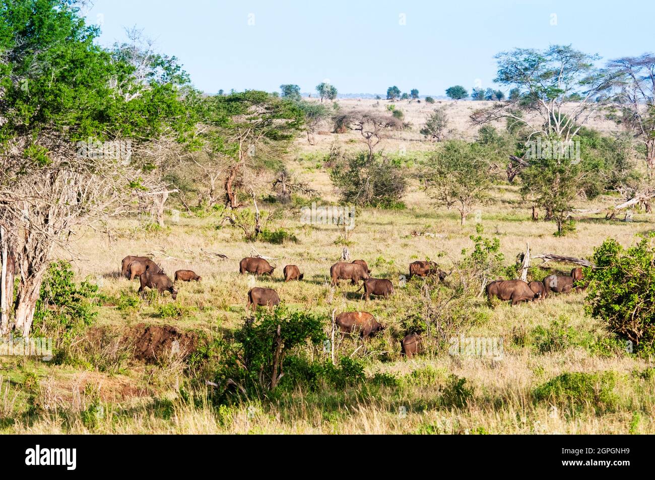 Kenia, Taita Hills Wildlife Sanctuary, Herde von afrikanischen Büffeln (syncerus Caffer) Stockfoto