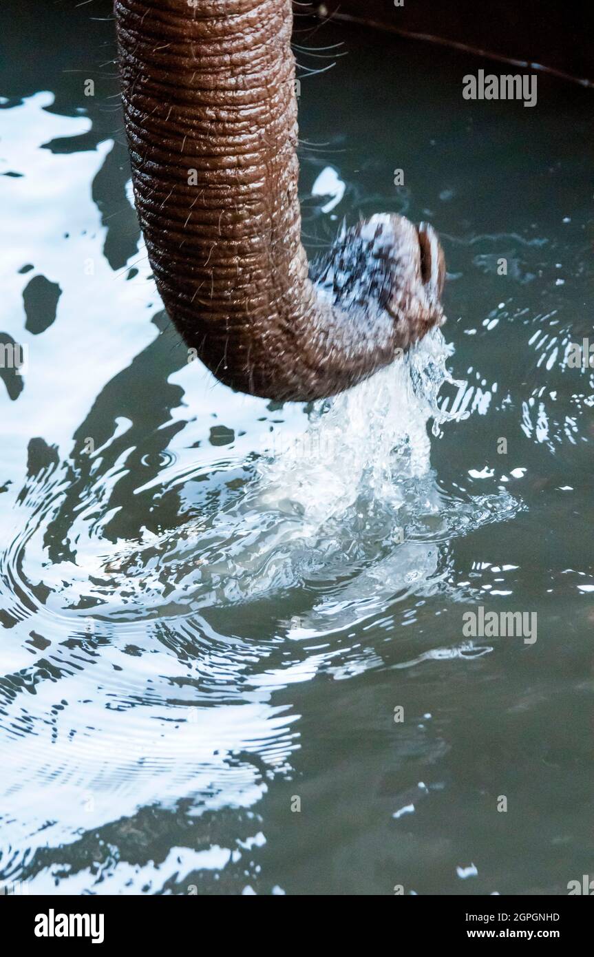 Kenia, Taita Hills Wildlife Sanctuary, Elephant Trunk (Loxodonta africana) beim Trinken Stockfoto