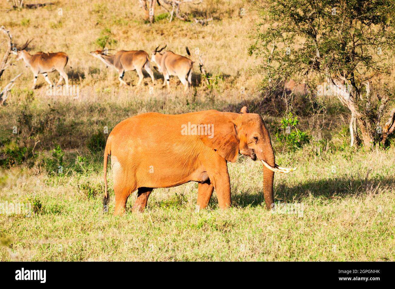 Kenia, Taita Hills Wildlife Sanctuary, Elefant (Loxodonta africana) und dahinter (Taurotragus Oryx) Stockfoto