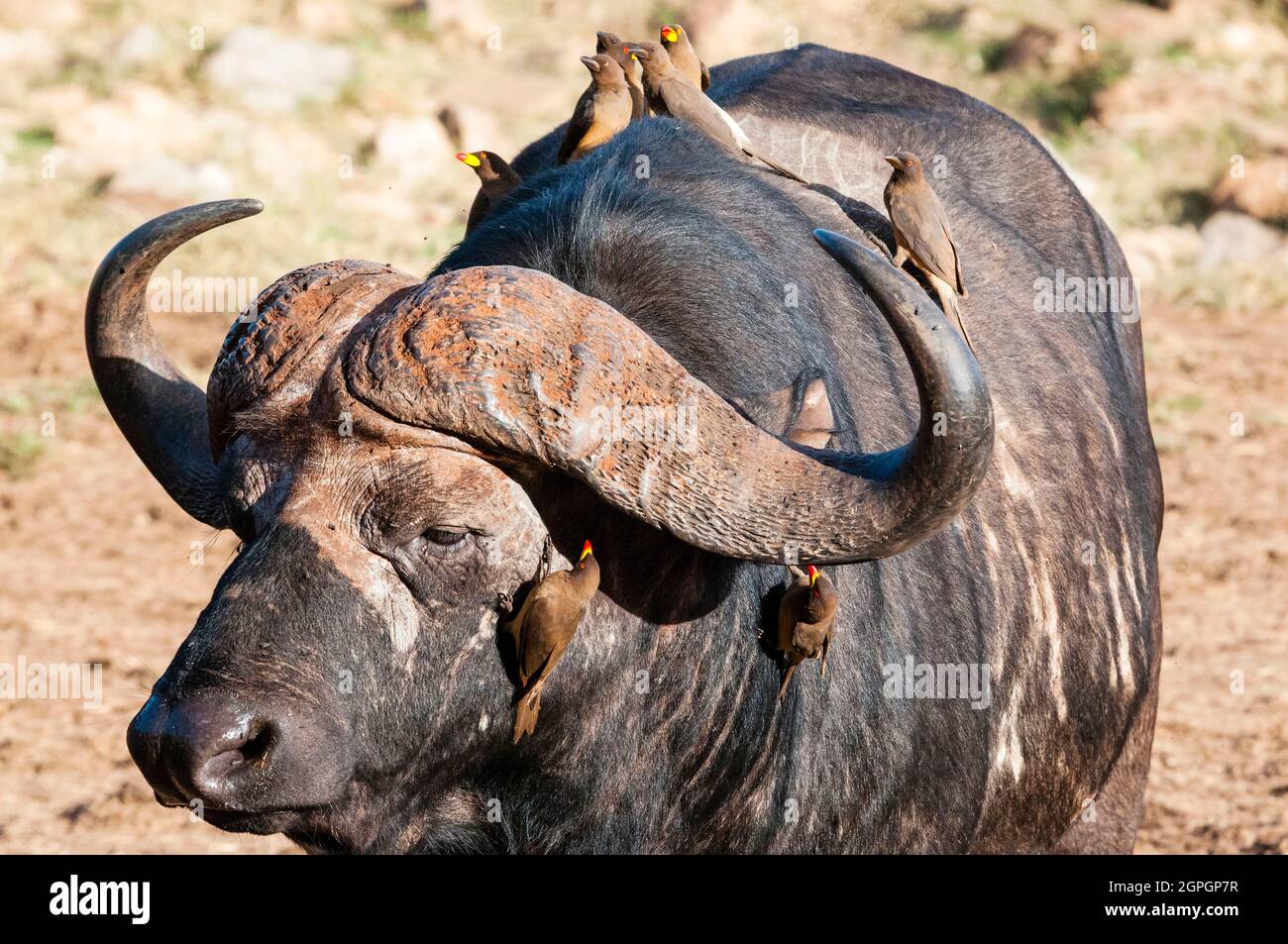 Kenia, Taita Hills Wildlife Sanctuary, ein afrikanischer Büffel (syncerus Caffer), Oxpeckers (Buphagus erythrorhynchus) auf seinem Rücken Stockfoto