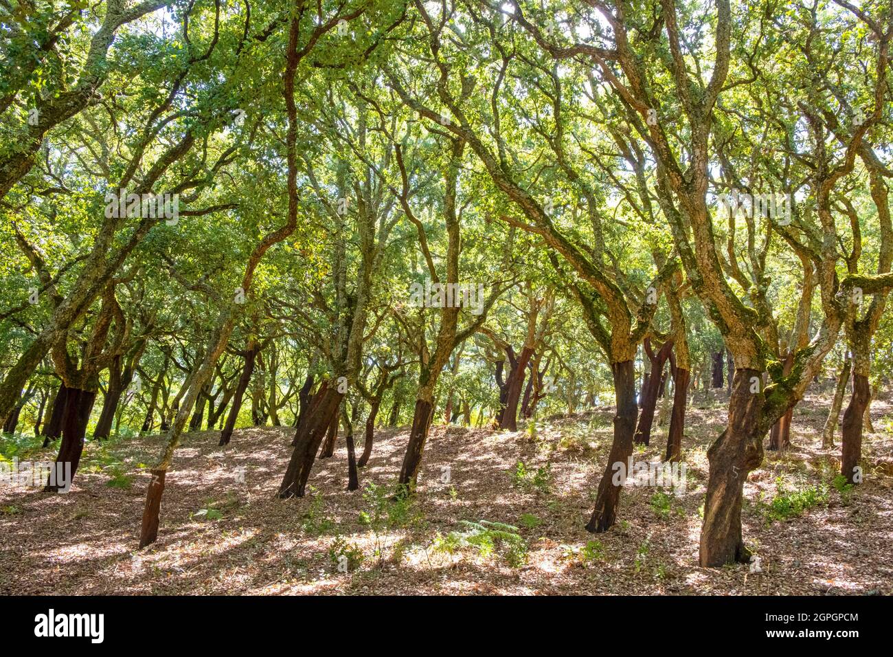 Portugal, Algarve, sierra de Monchique, Korkeiche Stockfoto