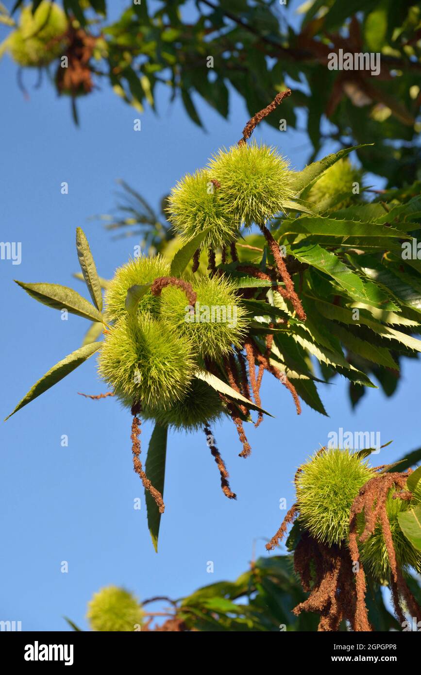 Frankreich, Dordogne, Schwarzes Périgord, süßer Kastanienbaum Stockfoto