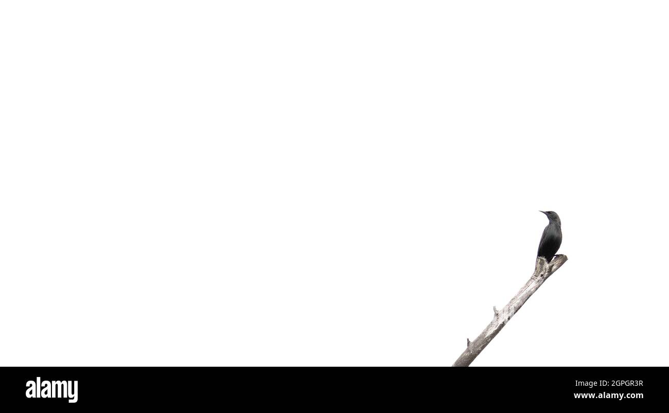 Starling blickt vor weißem Hintergrund über den toten Ast zurück Stockfoto