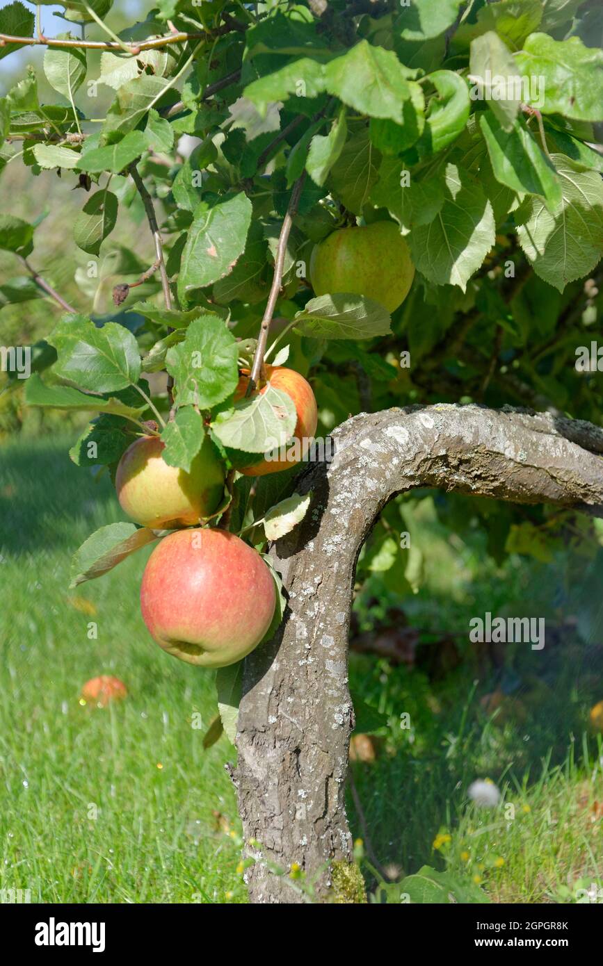 Frankreich, Eure (27), Gaillon, Äpfel auf einem Baum in der Normandie Stockfoto