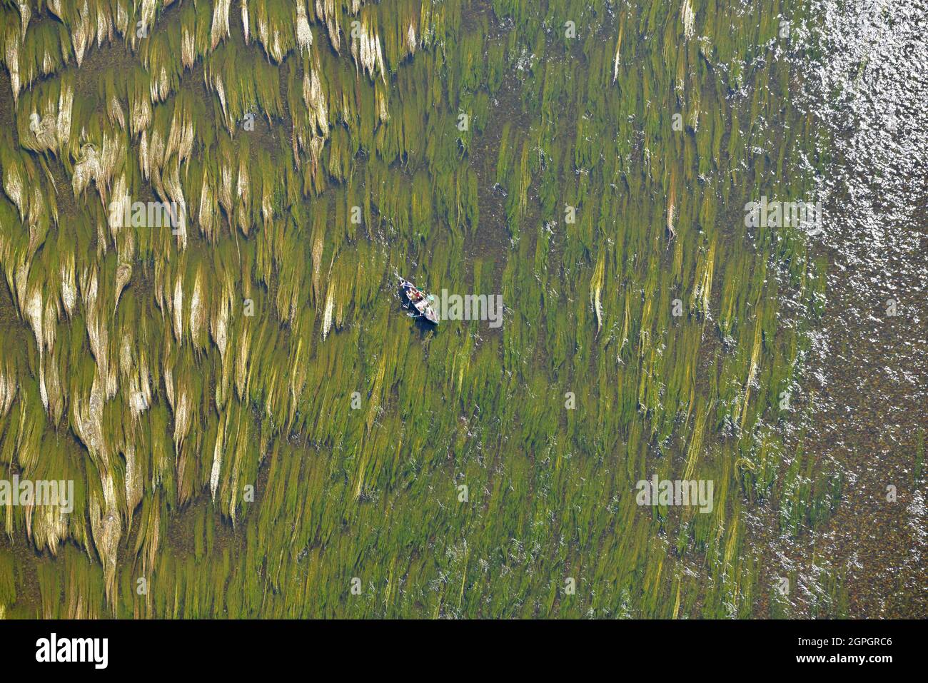 Frankreich, Dordogne, Schwarzes Périgord, Die Dordogne, Meeresalgen; Effektpläne (Luftaufnahme) Stockfoto