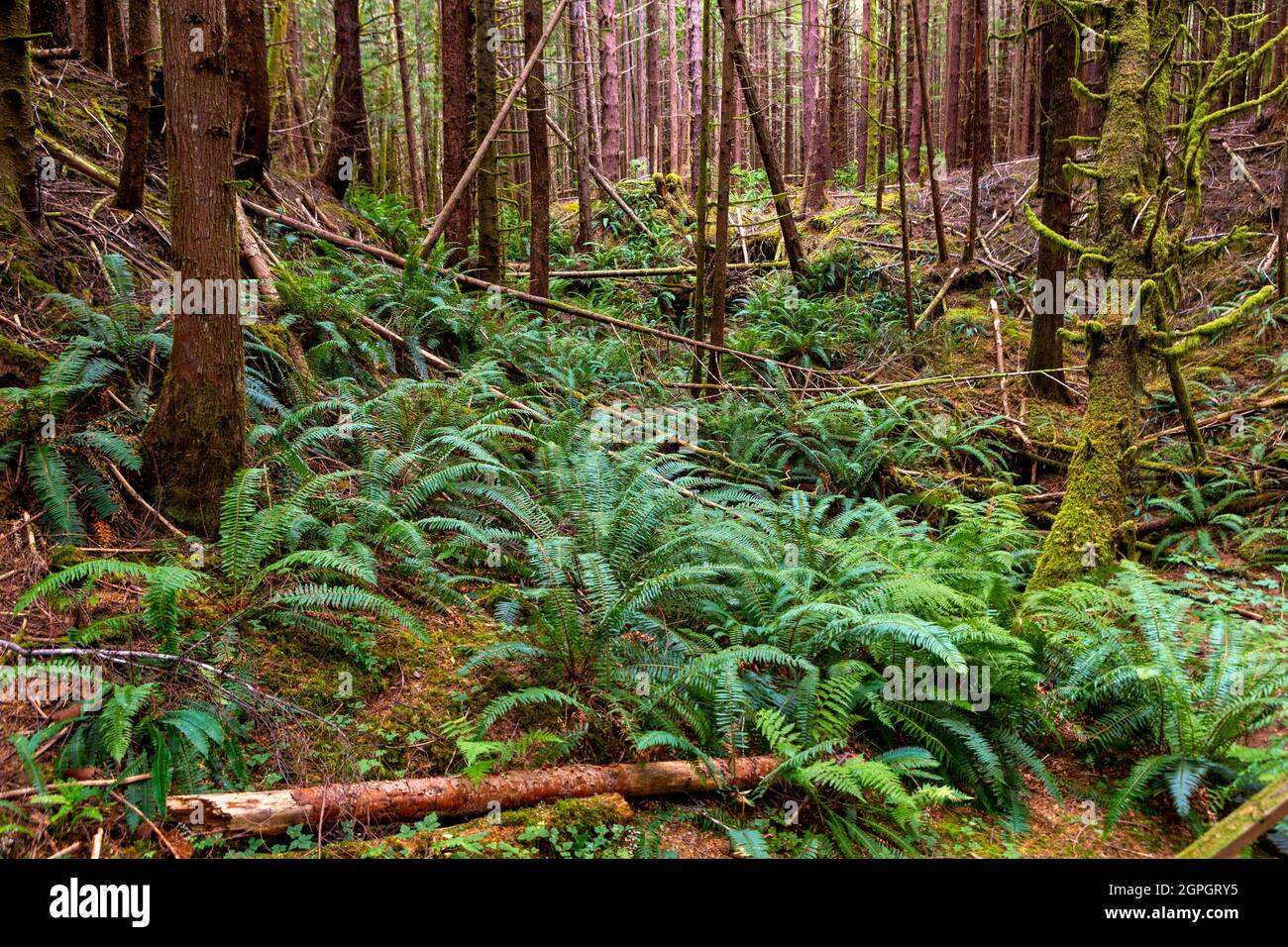 Eternal Falls Forest - Allice Lake Loop Trail, Port Alice, North Island, Vancouver Island, British Columbia, Kanada Stockfoto