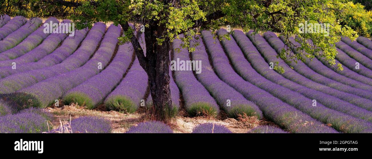 Frankreich, Vaucluse, Parc Naturel Regional du Mont Ventoux, in der Nähe von Sault, Lavendelfeld Stockfoto