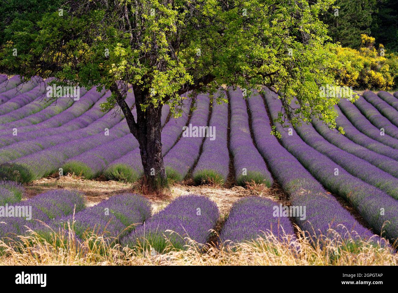 Frankreich, Vaucluse, Parc Naturel Regional du Mont Ventoux, in der Nähe von Sault, Lavendelfeld Stockfoto