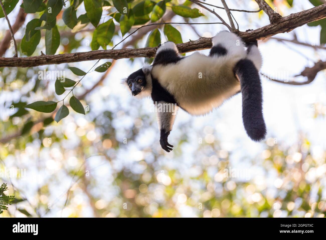 Madagaskar, AlaotraMangoroRegion, AndasibeMantadiaNationalpark