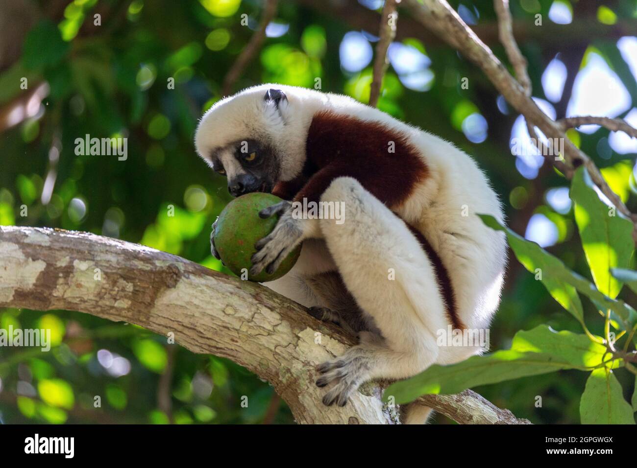 Madagaskar, Lemur, Sifaka der Schabe (propithecus coquereli) Stockfoto