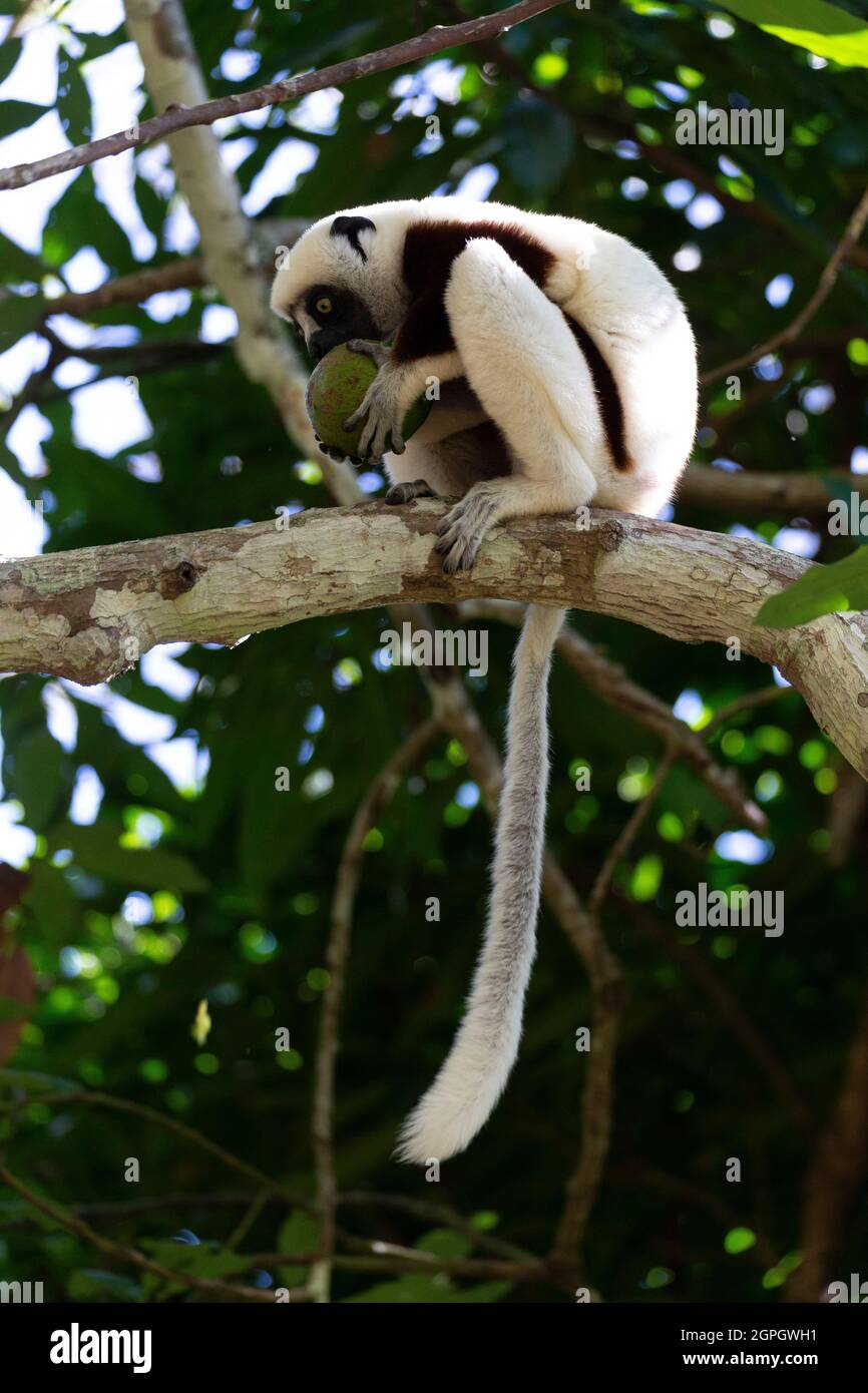 Madagaskar, Nordwesten, Lemur, Sifaka der Kakerlake (propithecus coquereli) Stockfoto