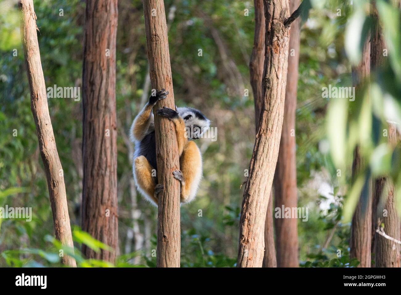 Madagaskar, Alaotra-Mangoro-Region, Nationalpark Andasibe-Mantadia, Tiara sifaka (Propithecus diadema) Stockfoto