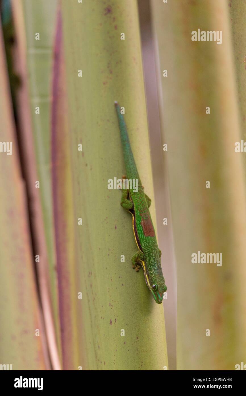 Madagaskar, Gecko, phelsuma Stockfoto