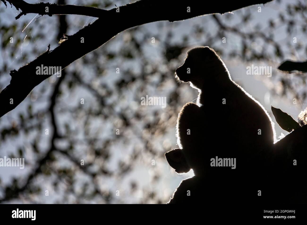 Madagaskar, Nordwesten, Lemur, Sifaka der Kakerlake (propithecus coquereli) Stockfoto