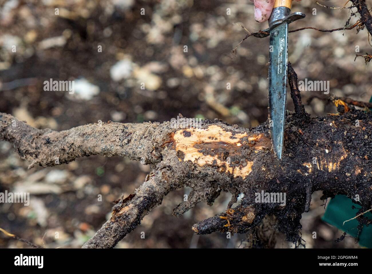 Frankreich, Val d'Oise, Montmorency Forest, Ink Disease (Phytophthora-Erreger), Wurzel des bereits von der Krankheit betroffenen Kastanienkeimlings (Nekrose ist der dunkle Punkt an der Wurzel) Stockfoto