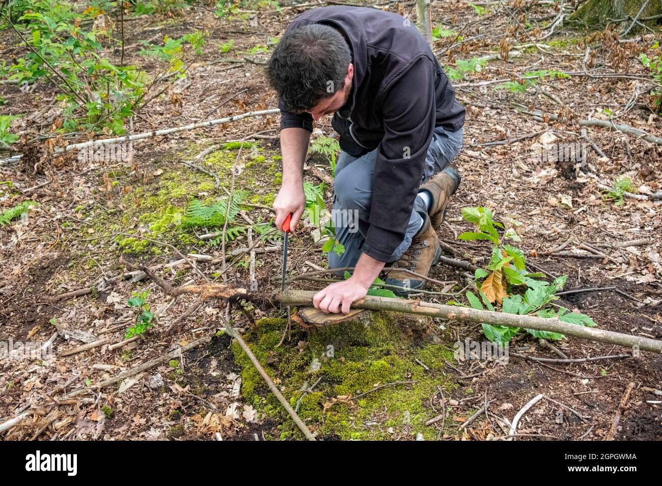 Frankreich, Val d'Oise, Montmorency Forest, Ink Disease (Phytophthora-Erreger), Jerôme Gaudry schneidet die betroffene Kastanienwurzel zur Analyse Stockfoto