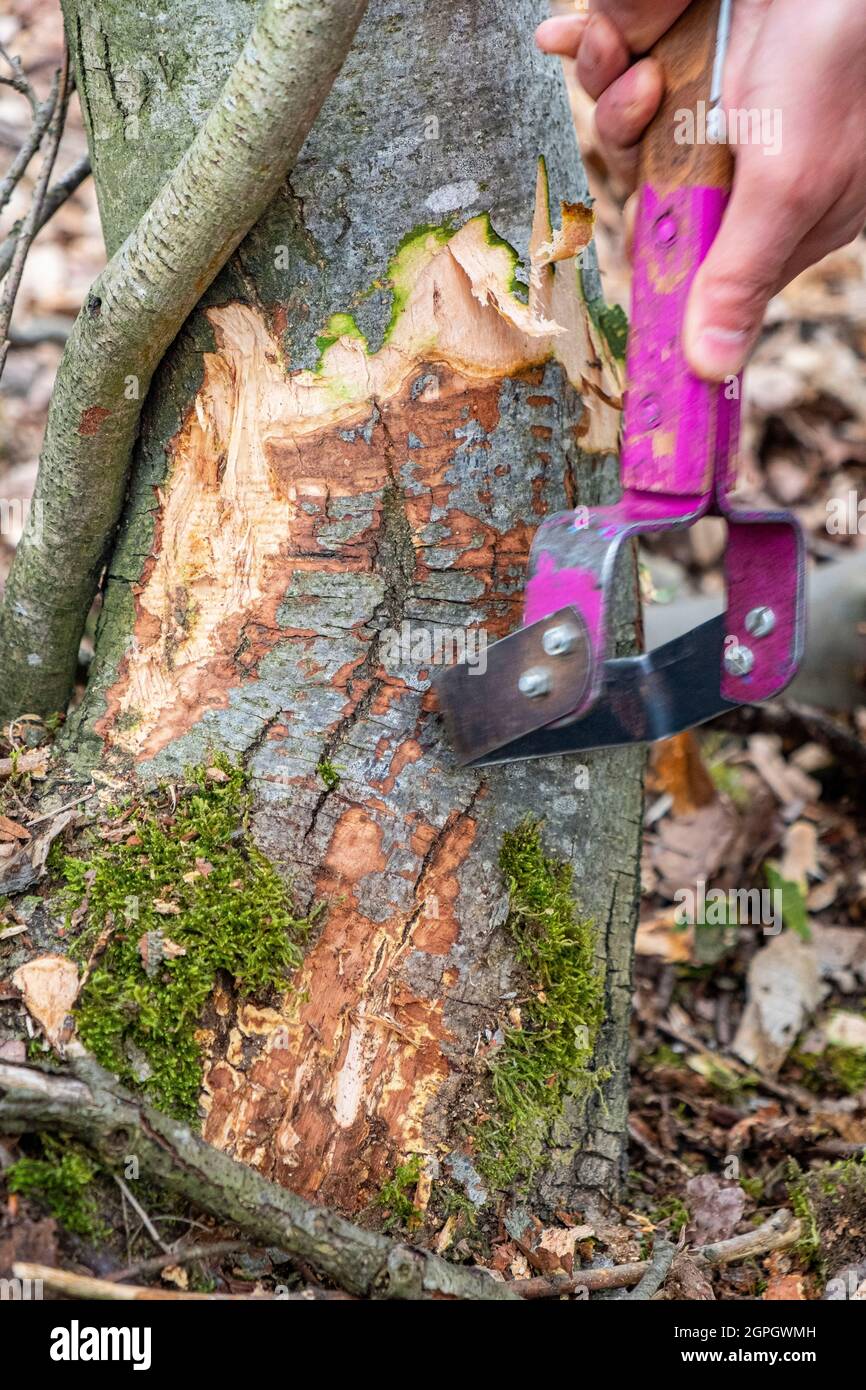 Frankreich, Val d'Oise, Montmorency Forest, Ink Disease (Phytophthora-Erreger), Freisetzung der Rinde eines Kastanienbaums zur Messung des Ausmaßes der Nekrose (dunkler Fleck) Stockfoto