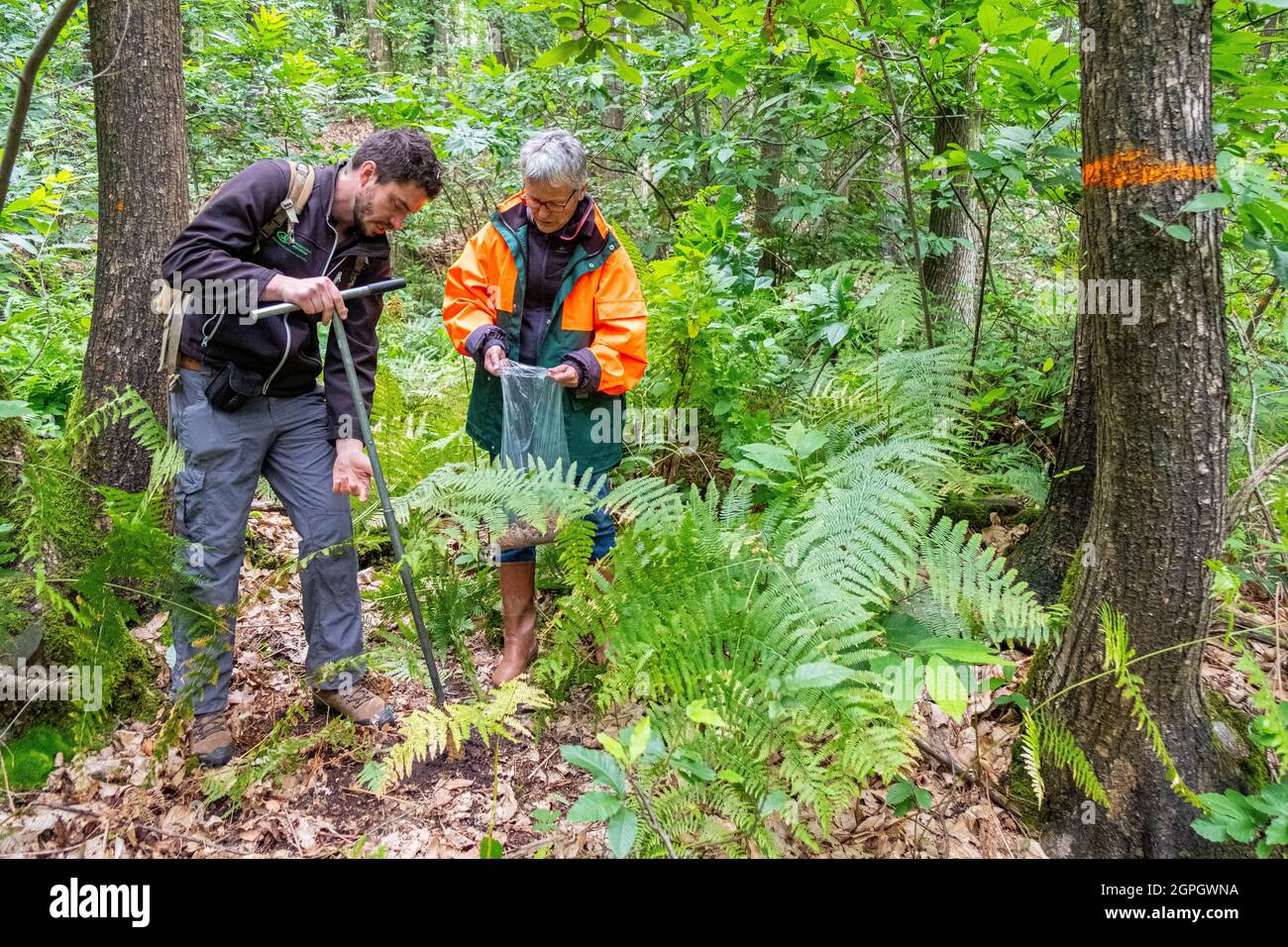 Frankreich, Val d'Oise, Montmorency Forest, Ink Disease (Phytophthora-Erreger), der mit orangefarbener Farbe markierte Kastanienbaum leidet seit mehreren Jahren an der Pathologie, analysieren Wissenschaftler seine Entwicklung mit 4 regelmäßigen Bodenproben bis 1 m vom Baum entfernt, Cecile Robin und Jerôme Gaudry Stockfoto