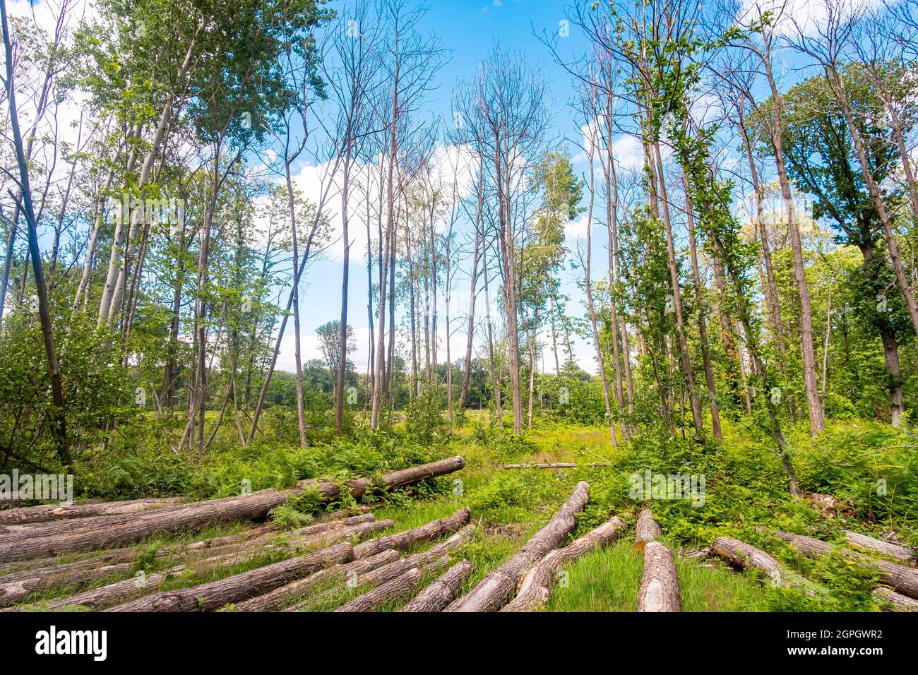 Frankreich, Val d'Oise, Montmorency Forest, Ink Disease (Phytophthora-Erreger), Gruppe von toten Kastanienbäumen, die von der Krankheit betroffen sind, und Protokolle bereits geschnitten Stockfoto