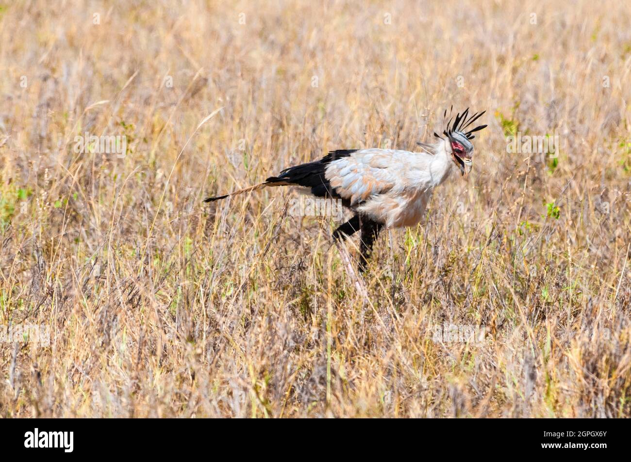 Kenia, Tsavo East National Park, Secretarybird oder Secretary Bird (Sagittarius serpentarius) Stockfoto