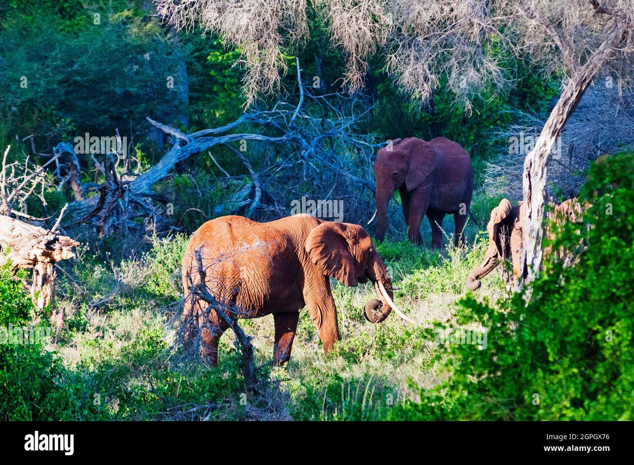 Kenia, Tsavo East, Elefantenherde (Loxodonta africana) Stockfoto