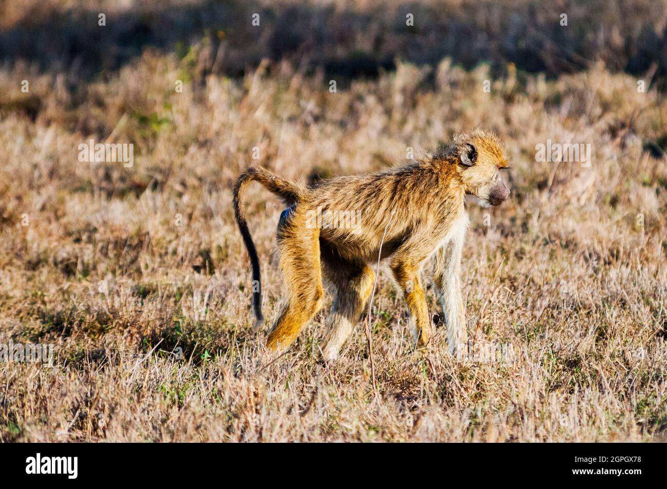 Kenia, Tsavo East National Park, Olive Pavian (Papio anubis) Stockfoto