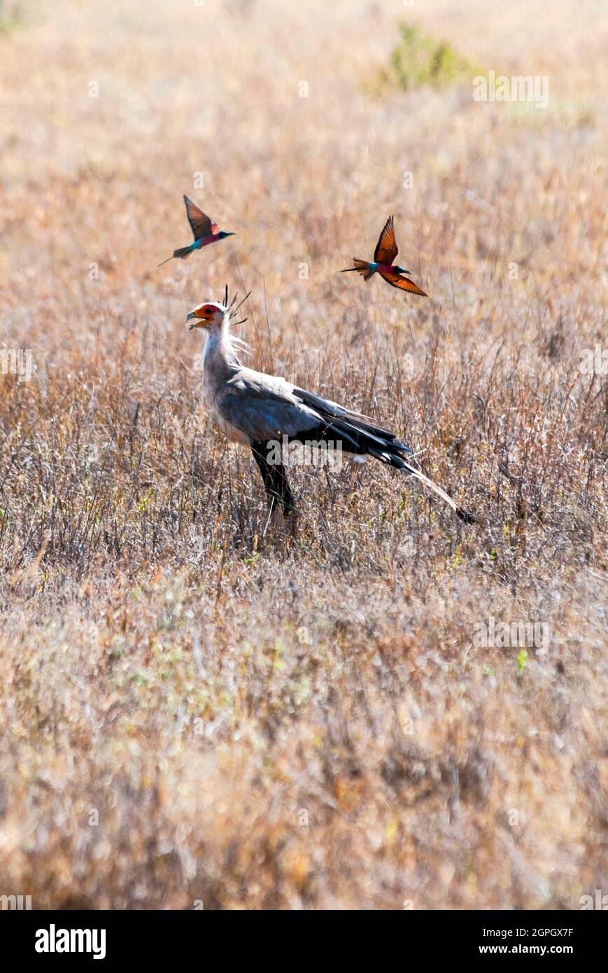 Kenia, Tsavo East National Park, ein Sekretariatssieger (Schütze serpentarius) und zwei Bienenfresser Stockfoto