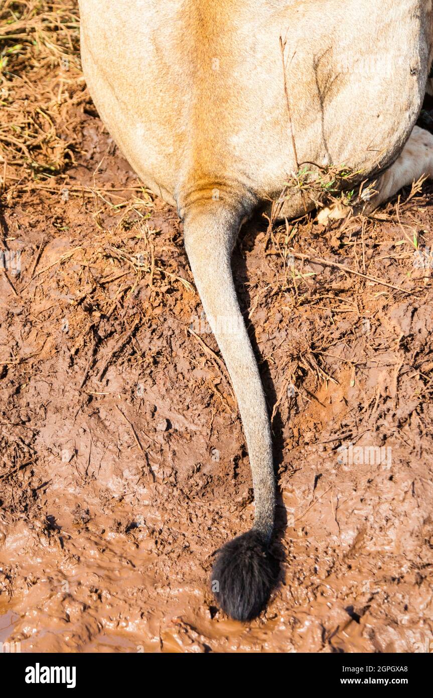 Kenia, Tsavo West National Park, Schwanz eines jungen männlichen Löwen (Panthera leo) Stockfoto