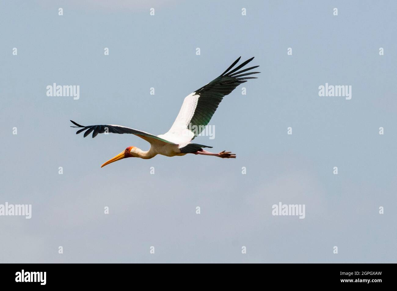 Kenia, Tsavo West National Park, Lake Jipe, Gelbschnabelstorch (Mycteria ibis) Stockfoto