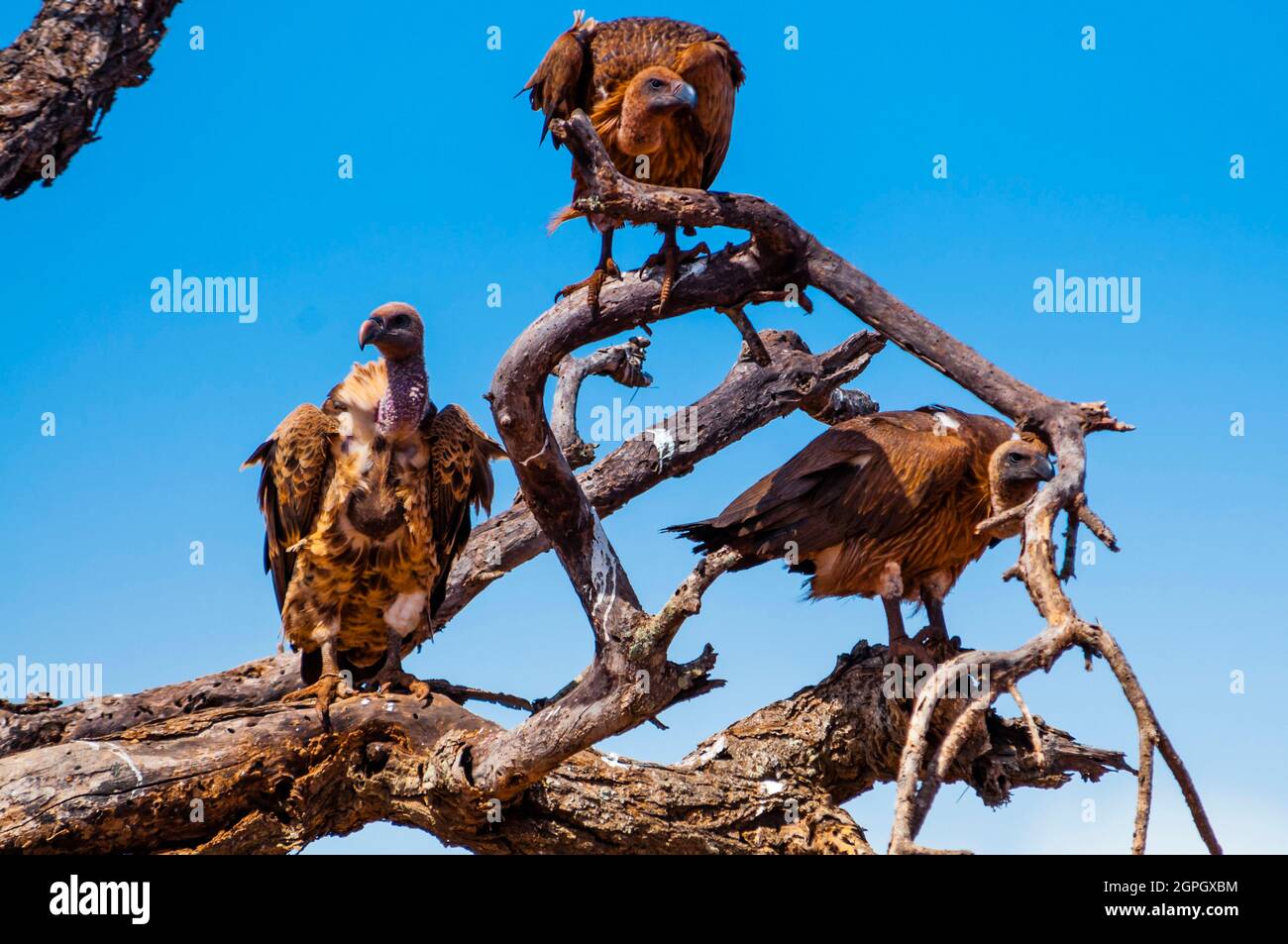 Kenia, Tsavo West National Park, Ruppell's Griffons (Gyps rueppelli) auf einem Baum Stockfoto