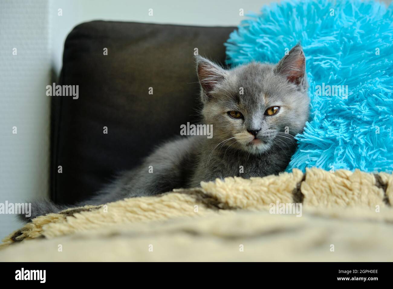 Nahaufnahme eines niedlichen grauen Kätzchens, das auf einem Sofa liegt und die Kamera anschaut Stockfoto