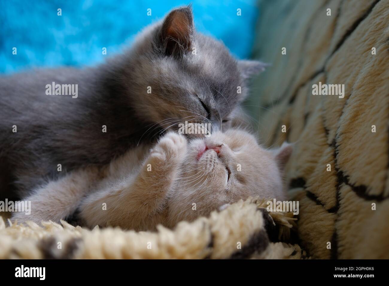 Zwei niedliche Katzen liegen auf dem Sofa und umarmen sich Stockfoto