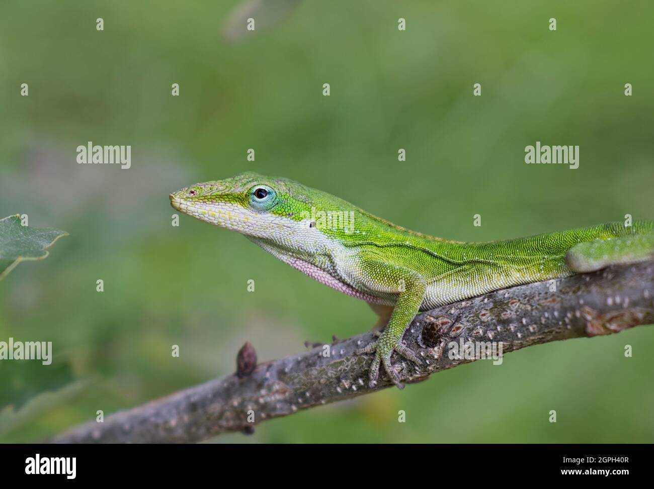 Carolina Anole Eidechse (Anolis carolinensis) klettert entlang eines Baumes in Houston, TX ventral Ansicht. Stockfoto