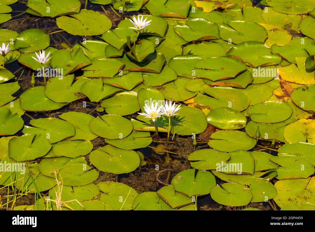 Detail von königlichen Siegen über dem Wasser eines Sees. Stockfoto