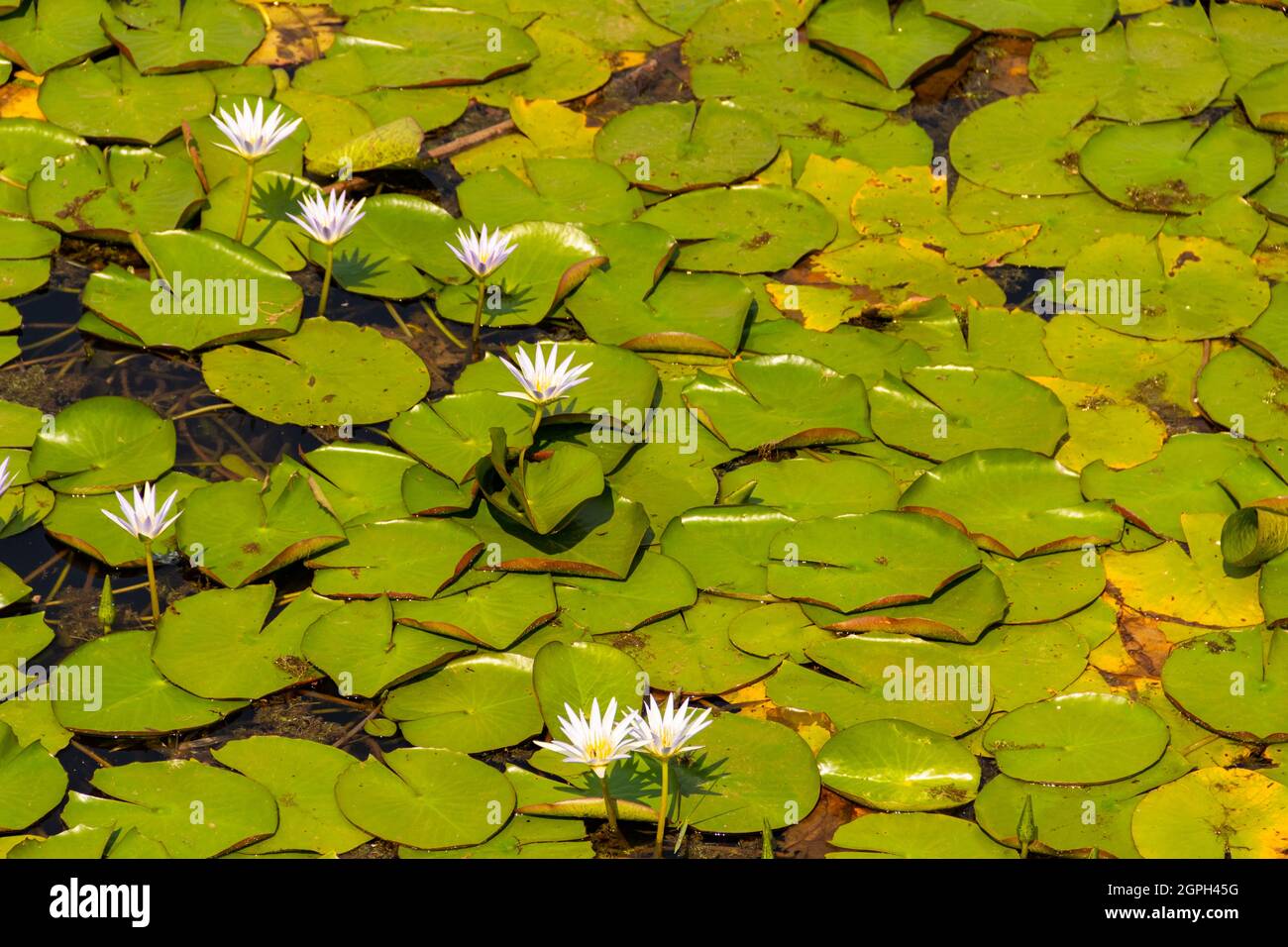 Detail von königlichen Siegen über dem Wasser eines Sees. Stockfoto